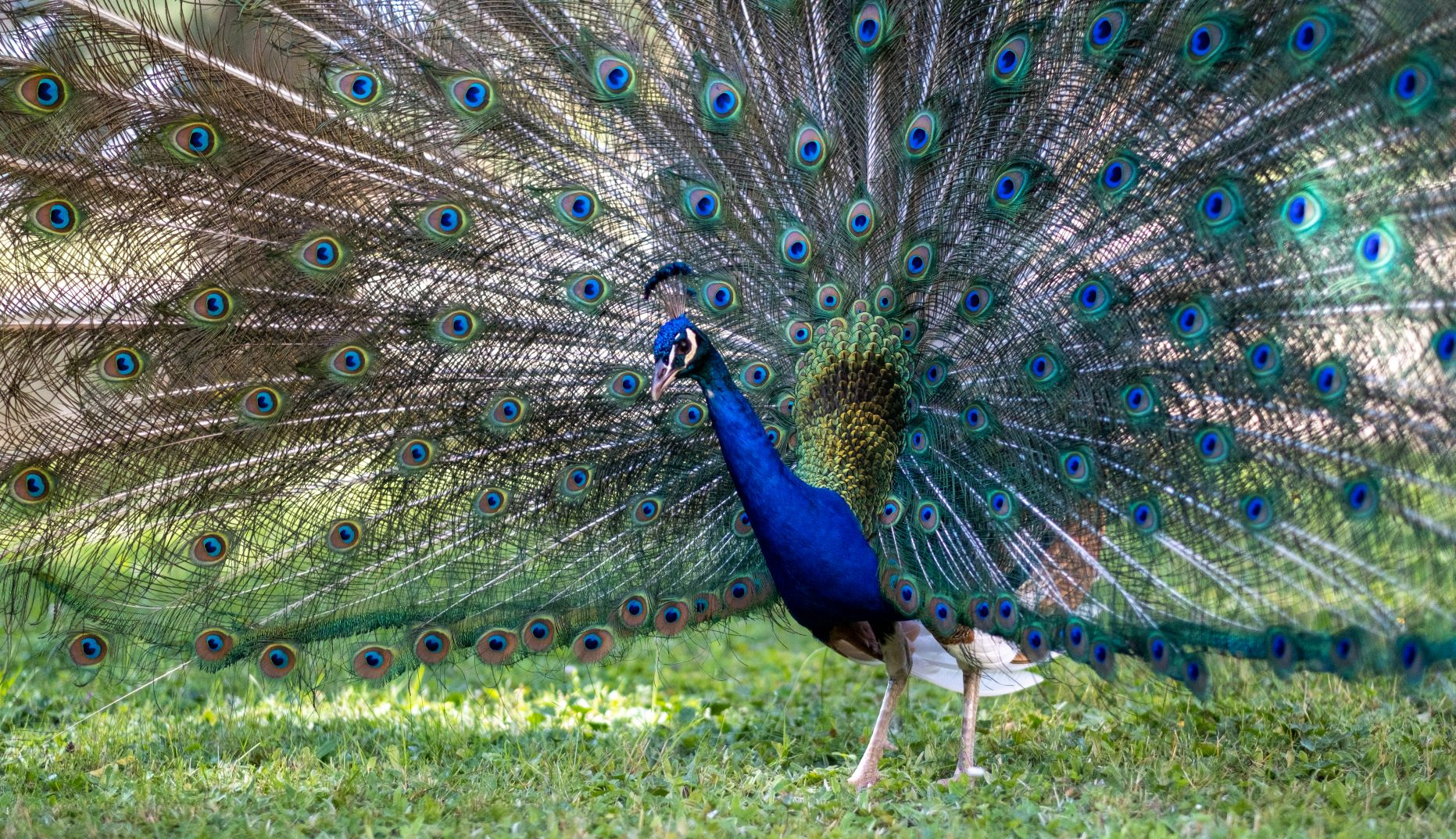 peacock