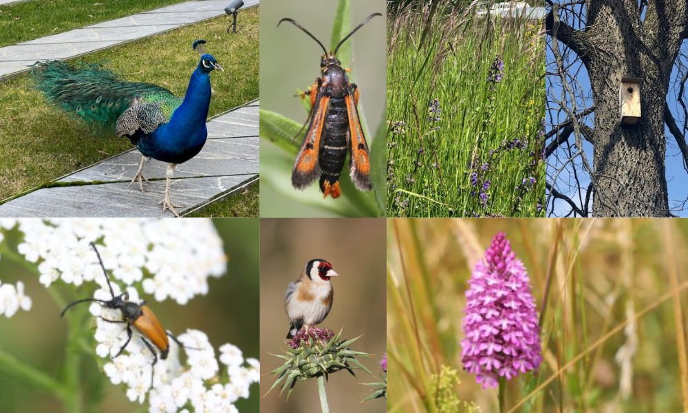 A compilation of images from Ariana park, showing different species of plants and animals