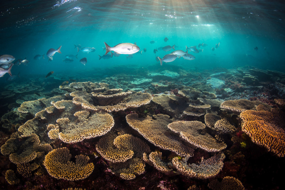 Great Barrier Reef in danger, UN World Heritage Committee draft report ...