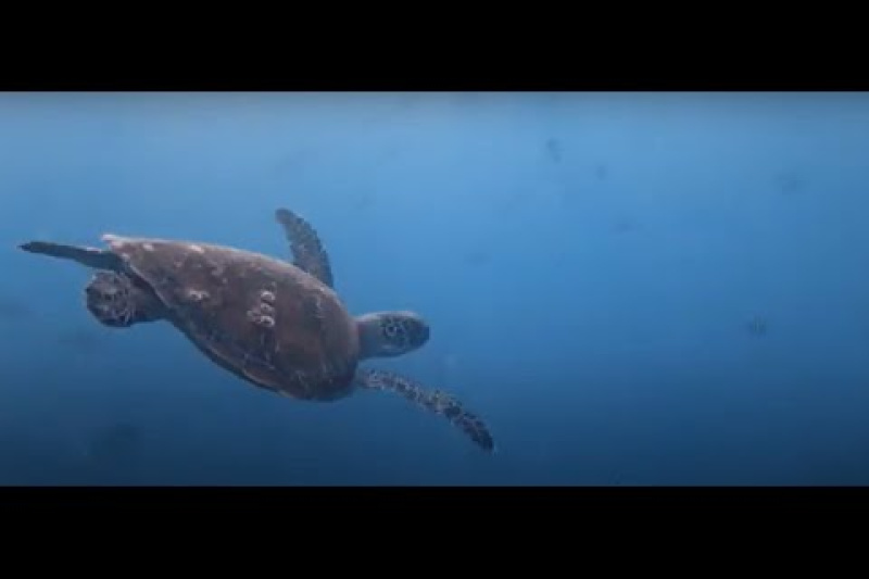 Play video for #3Minutes | Nice 2025: Saving the Ocean is Saving Our Future