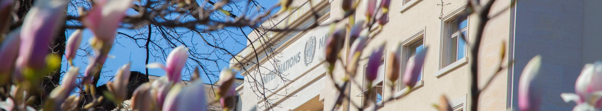 The Palais des Nations with a close-up of trees in flower