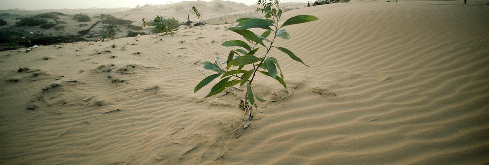 Eucalyptus plant taking root on sand dunes near Lompoul, Senegal.